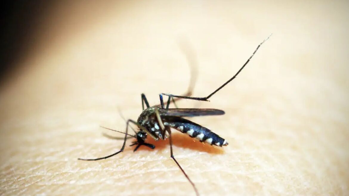 governo-lula-divulga-plano-de-acao-para-combate-a-dengue-ate-2025
